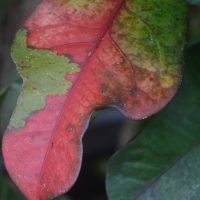 Chazney Red Leaf