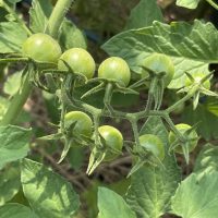 Daven Tomatoes (1)