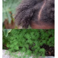Hair and Fuzzy Fern
