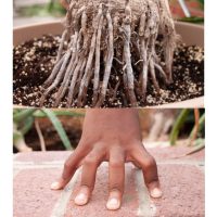 Hand and Root