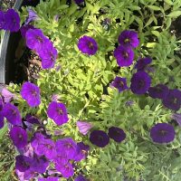 Kayden Purple Flowers