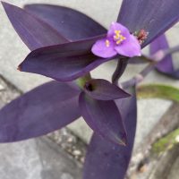 Zaiden Flower (1)