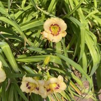 Zuri Yellow Flowers (1)